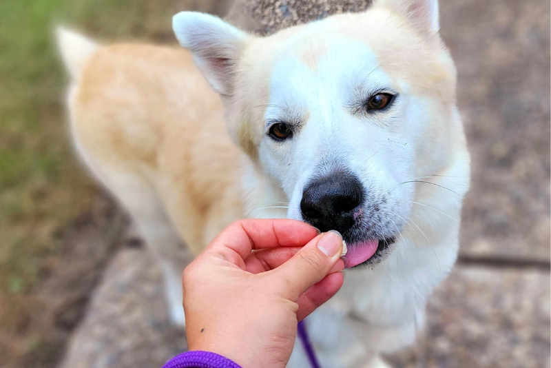 White Dog Eating a Treat